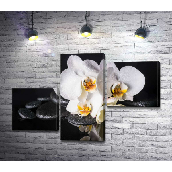 Розкіш білої орхідеї з краплями роси