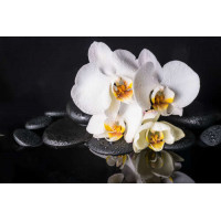 Роскошь белой орхидеи с каплями росы