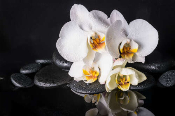 Розкіш білої орхідеї з краплями роси