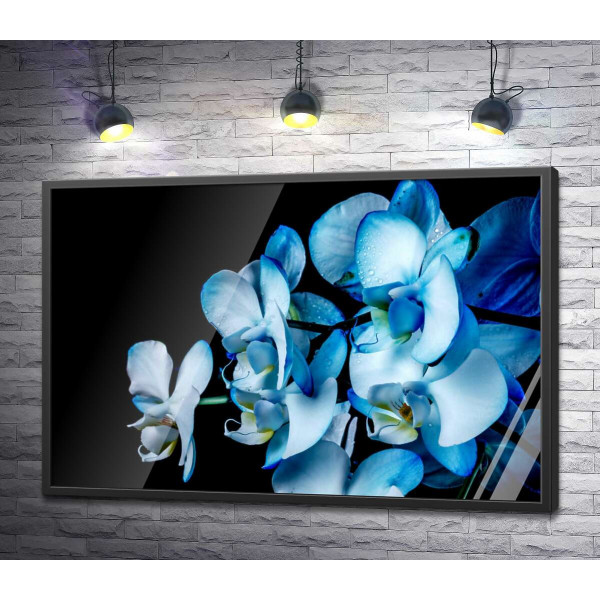 Блакитний градієнт на пелюстках орхідей