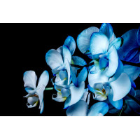 Голубой градиент на лепестках орхидей