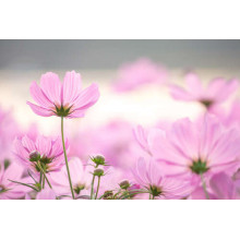Рожеві голівки напівпрозорих квітів космей