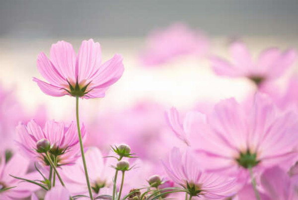 Рожеві голівки напівпрозорих квітів космей