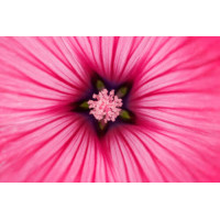 Звездочка-серединка розового цветка лаватеры