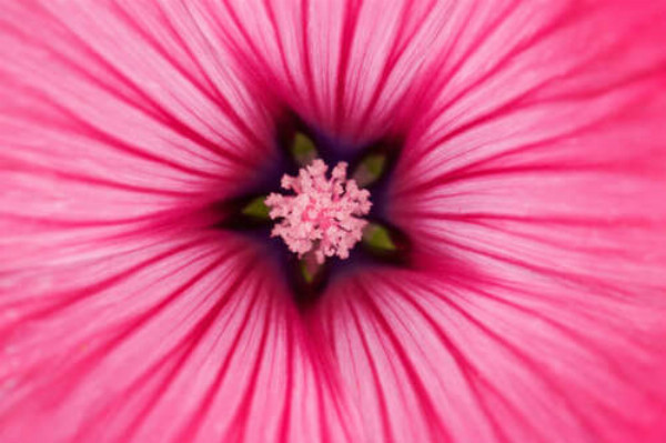 Зірочка-серединка рожевої квітки лаватери