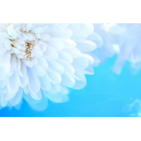 Белые лепестки хризантемы на синем фоне