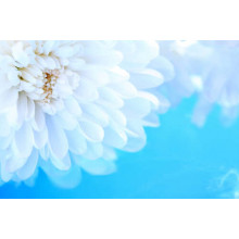 Белые лепестки хризантемы на синем фоне
