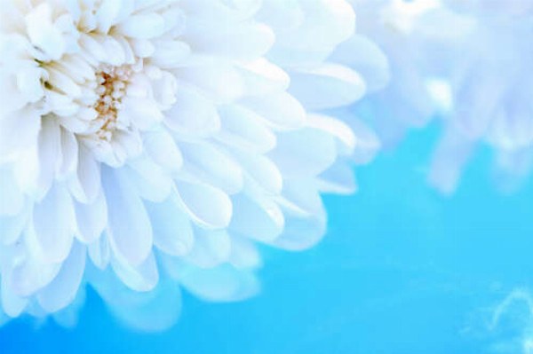 Білі пелюстки хризантеми на блакитному фоні