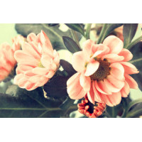 Ветка пастельно-розовых хризантем