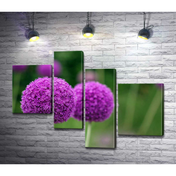 Фиолетовые шарики соцветия декоративного лука