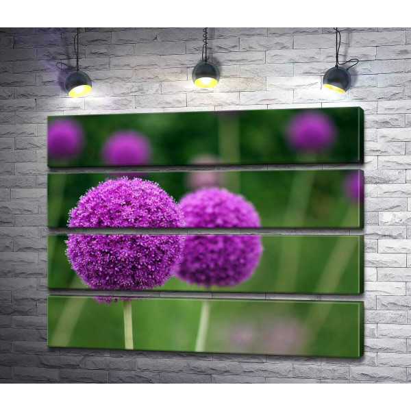 Фіолетові кульки суцвіття декоративної цибулі