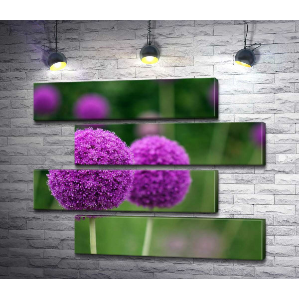 Фиолетовые шарики соцветия декоративного лука