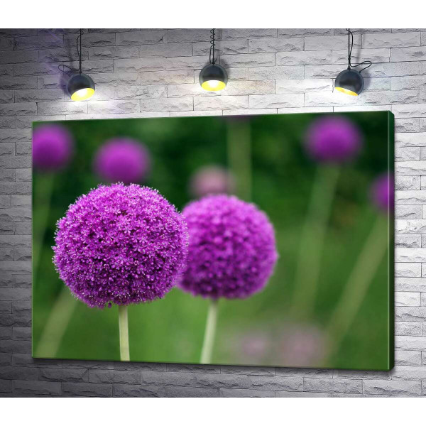 Фіолетові кульки суцвіття декоративної цибулі