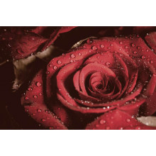 Роса лежить на розкішних пелюстках червоної троянди 