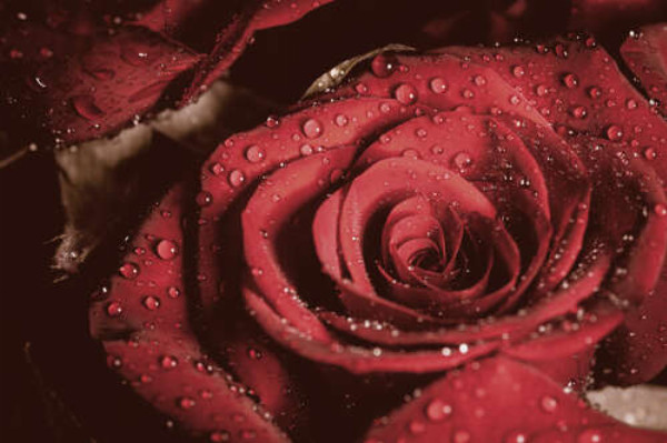 Роса лежить на розкішних пелюстках червоної троянди 