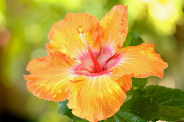 Яркий цветок оранжевого гибискуса
