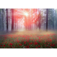 Світло пробивається на галявину туманного лісу, вкриту червоними маками