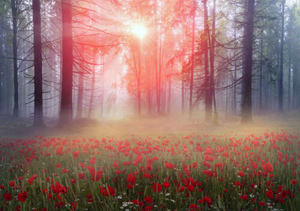 Свет пробивается на лужайку туманного леса, покрытую красными маками