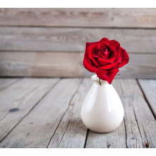 Маленькая красная роза в гладенькой белой вазе