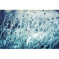 Тонкие стебельки полевой травы на рассвете