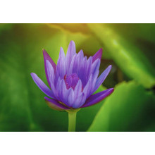 Фиолетовый цветок роскошного лотоса