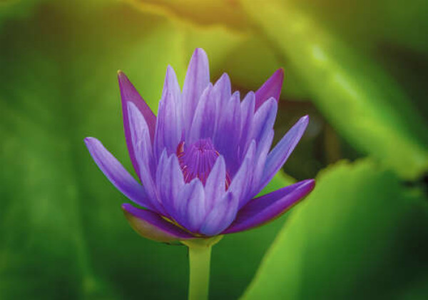 Фіолетова квітка розкішного лотоса