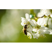 Маленькая пчела собирает пыльцу на белом цветке яблони