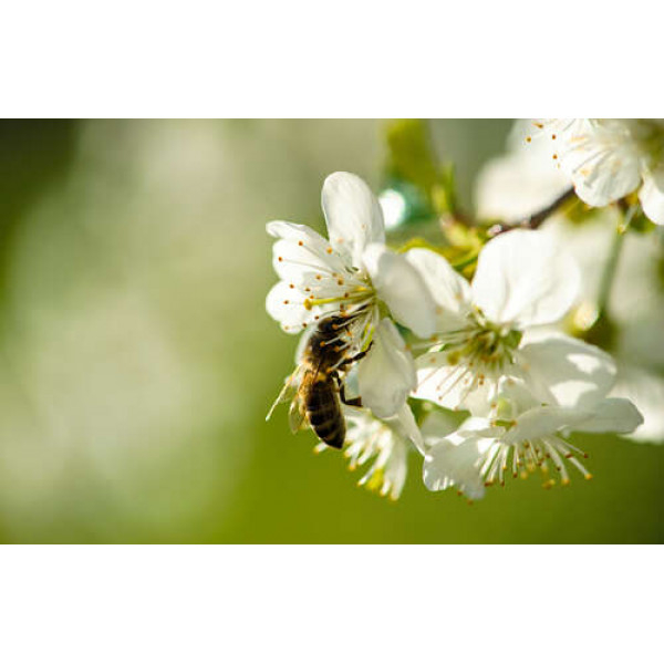Маленька бджола збирає пилок на білій квітці яблуні