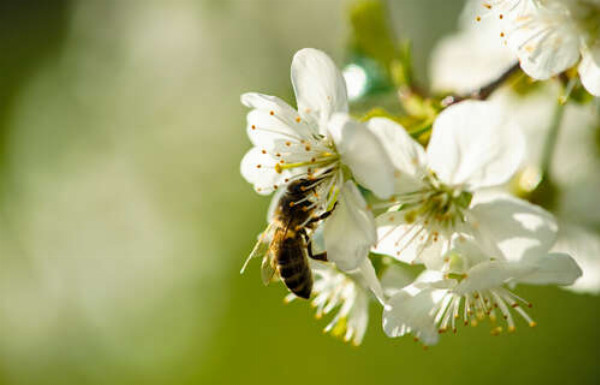 Маленька бджола збирає пилок на білій квітці яблуні