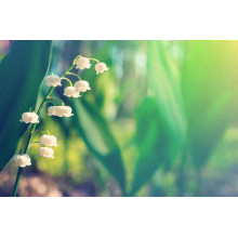 Білі бісерини квітів на зеленому стеблі конвалії