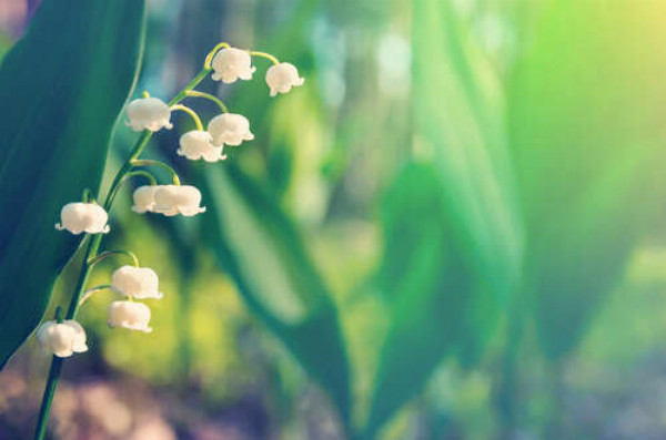 Белые бисерины цветов на зеленом стебле ландыша