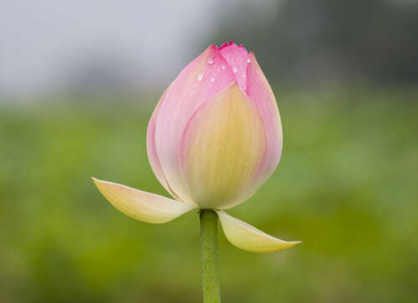 Маленький бутон розового цветка лотоса