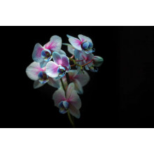 Блакитні серединки рожевих орхідей