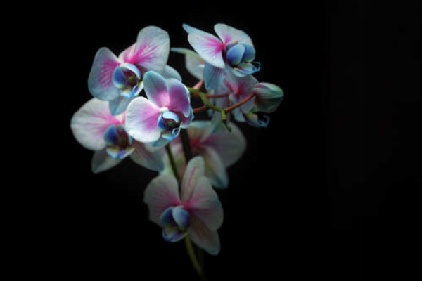 Голубые серединки розовых орхидей