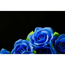 Пышные синие розы на черном фоне