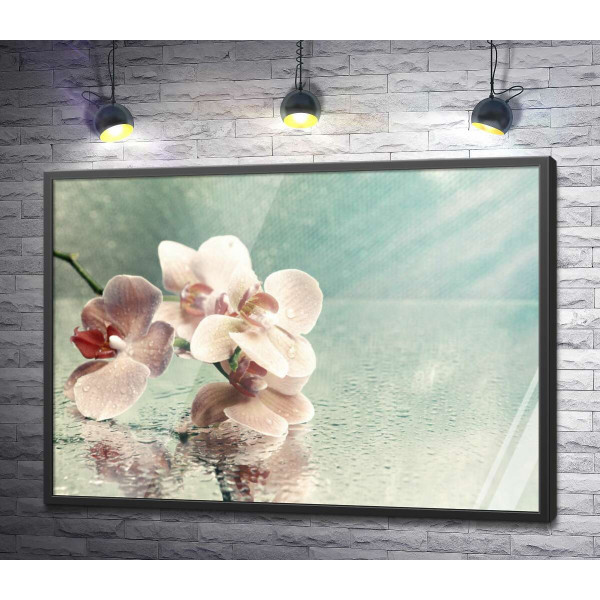 Розовая ветка орхидеи лежит на зеркале