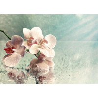 Розовая ветка орхидеи лежит на зеркале