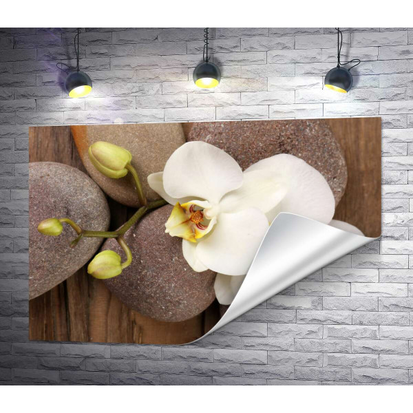 Витончена гілка орхідеї лежить на гладеньких каменях