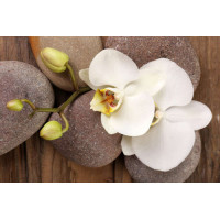 Изящная ветвь орхидеи лежит на гладких камнях