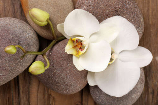 Изящная ветвь орхидеи лежит на гладких камнях