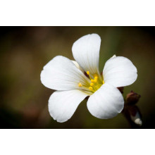 Белая звездочка маленького цветка