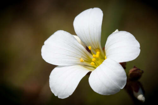 Белая звездочка маленького цветка