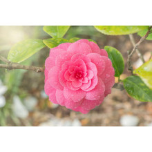 Изысканный цветок розовой камелии после дождя
