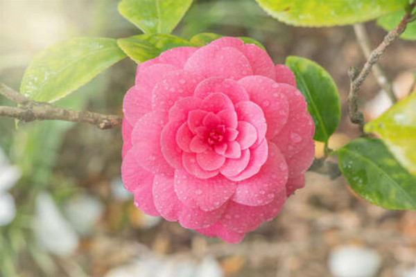 Вишукана квітка рожевої камелії після дощу
