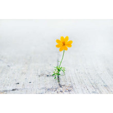 Маленький желтый цветочек пророс сквозь камень