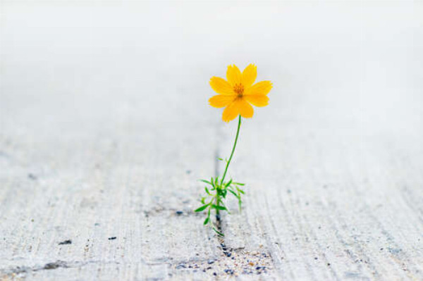 Маленька жовта квіточка проросла крізь камінь