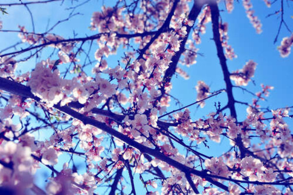 Пышное розовое цветение весеннего дерева