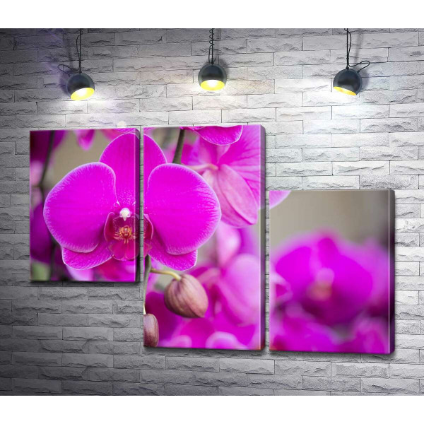 Яскраве цвітіння фіолетових орхідей