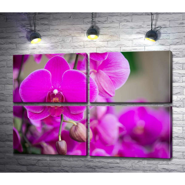 Яркое цветение фиолетовых орхидей