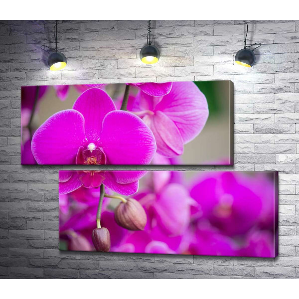 Яркое цветение фиолетовых орхидей